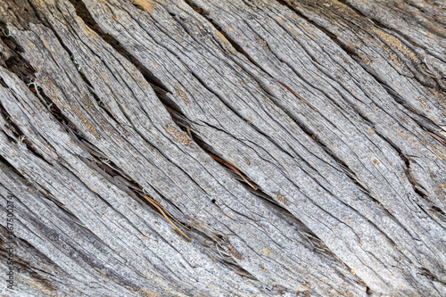 Close-up of an old, cracked and twisted gray tree trunk. Abstract full frame natural textured background.