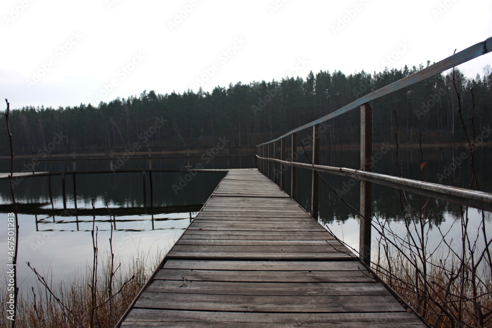 Naklejka premium Russian forest