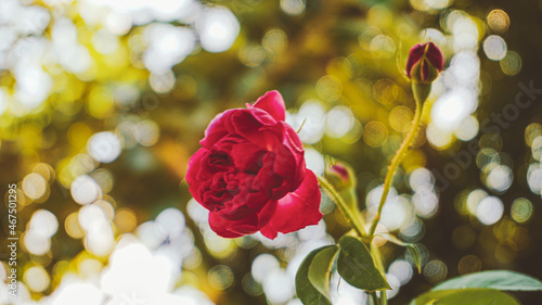 photo of artistic red rose in the garden