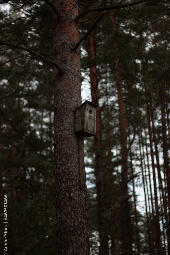 Fototapeta premium Russian forest....