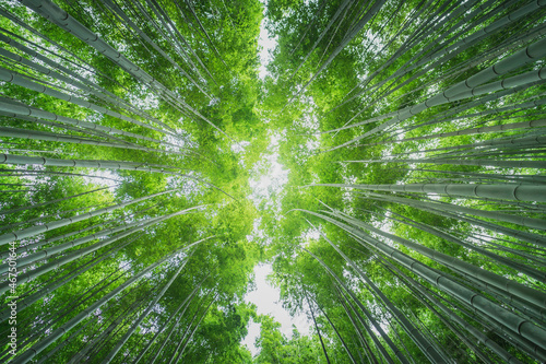 Sagano bamboo forest  Kyoto  Japan