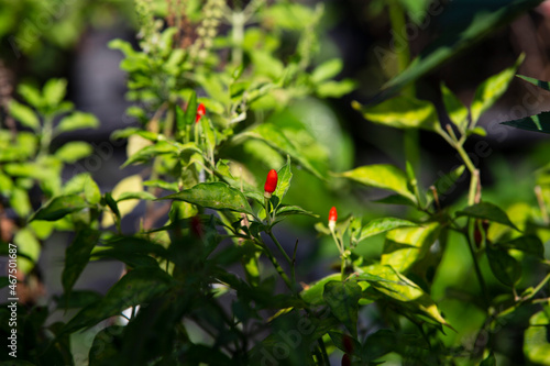 red Chili plant in garden