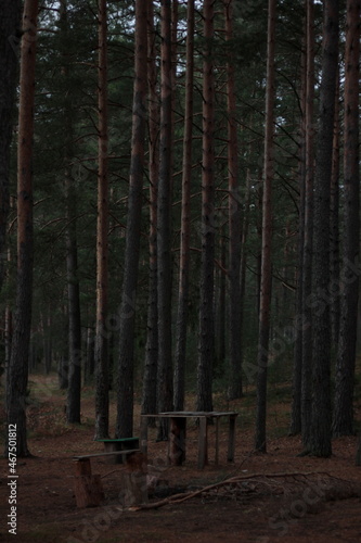 Russian forest