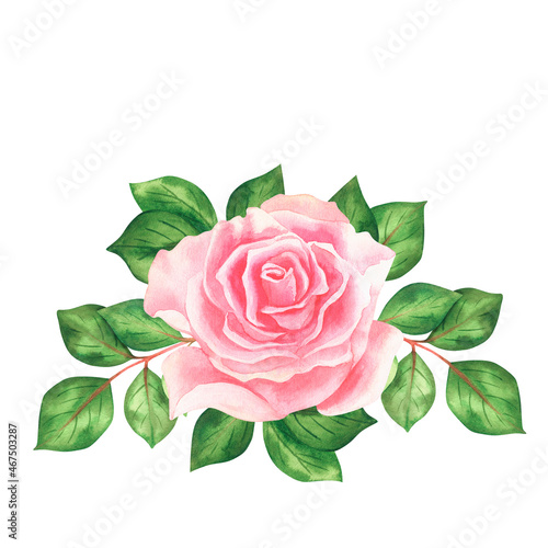 Pink roses. Watercolor vintage illustration. Isolated on a white background. For your design.