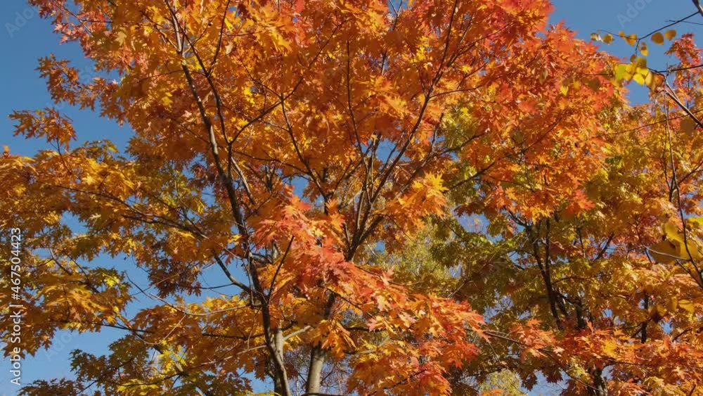 Autumn oak tree with bright yellow and orange foliage. Autumn oak tree with bright yellow and orange foliage.