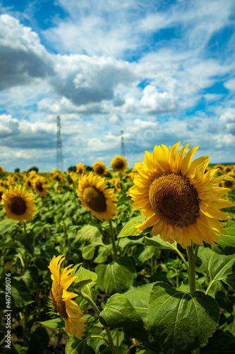 The Sun Flower Enjoying The Mild Wind