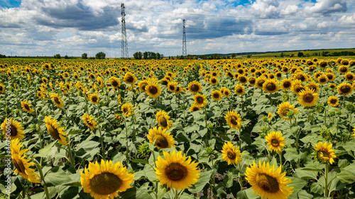Take a Sunbathe with Sunflowers