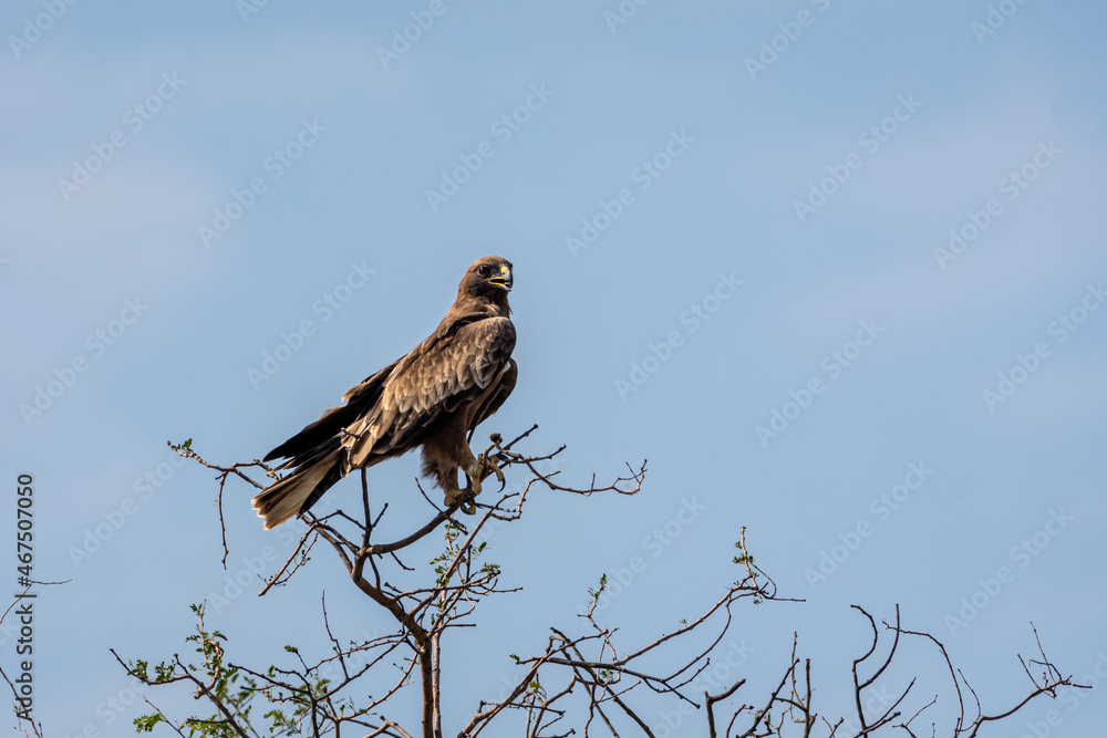 Booted eagle or Hieraaetus pennatus portrait perched high on tree with blue sky background at tal chhapar sanctuary rajasthan India Booted eagle or Hieraaetus pennatus portrait perched high on tree with blue sky background at tal chhapar sanctuary rajasthan India