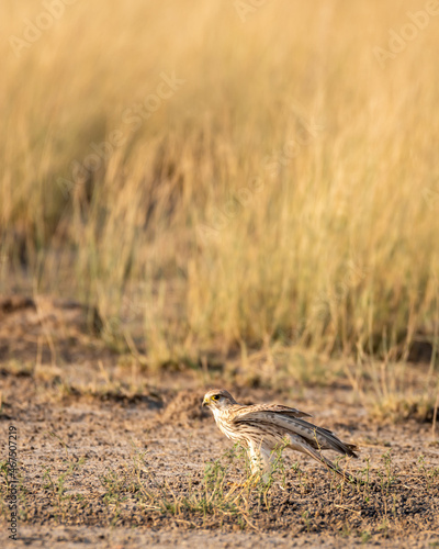 Common kestrel or european kestrel or Falco tinnunculus portrait perched on ground at tal chhapar sanctuary churu rajasthan india