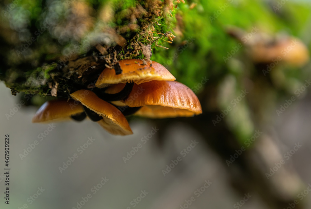 Brown honey mushrooms in a sunny forest Brown honey mushrooms in a sunny forest