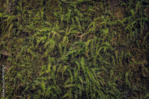  Natural background. Green forest moss on tree bark