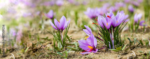 Saffron crocus flowers on ground, Delicate purple plant field