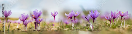Saffron flowers on ground, crocus sativus purple blooming plant field panorama, harvest collection