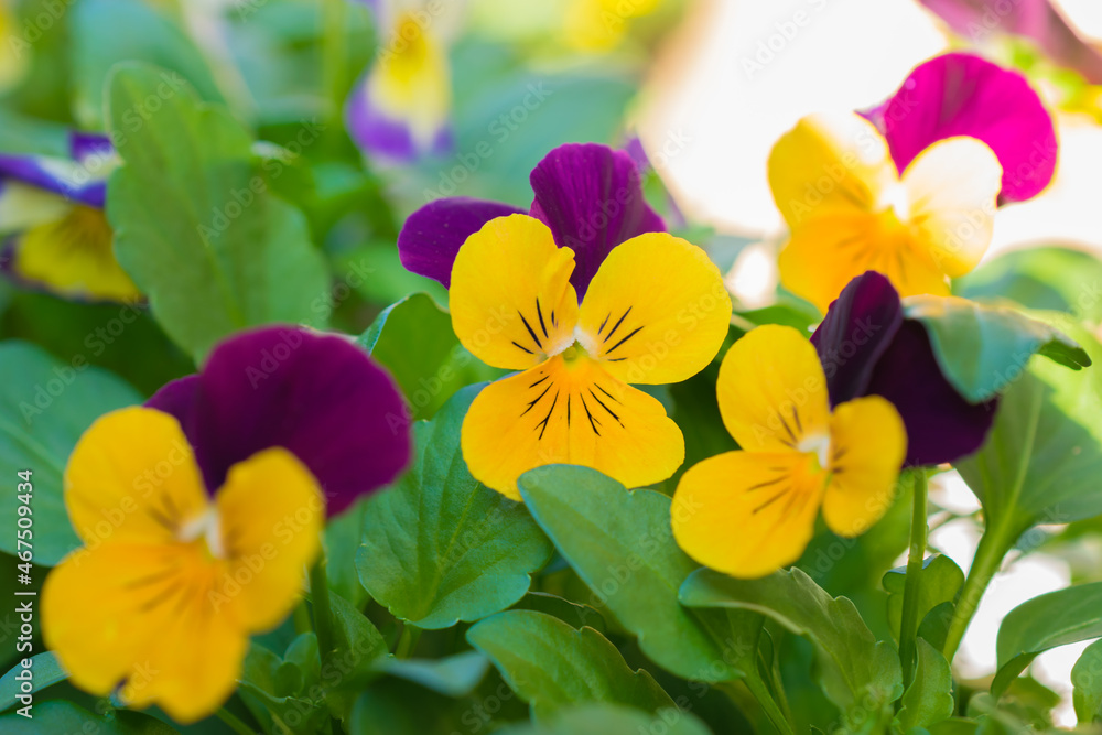 Adorable viola flowers grown outdoors 
