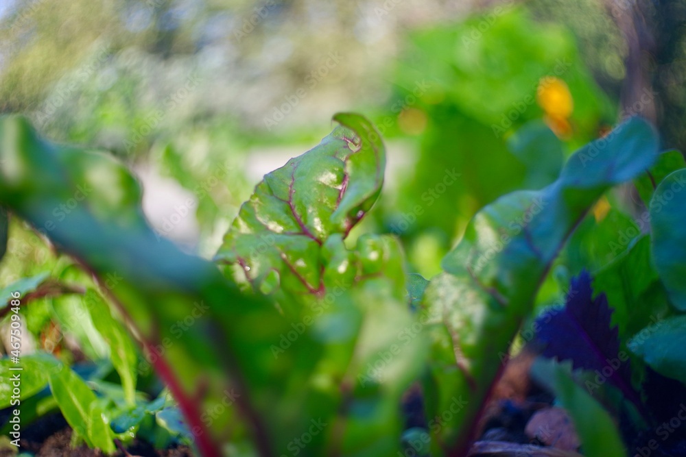 Growing beetroot leaves Growing beetroot leaves