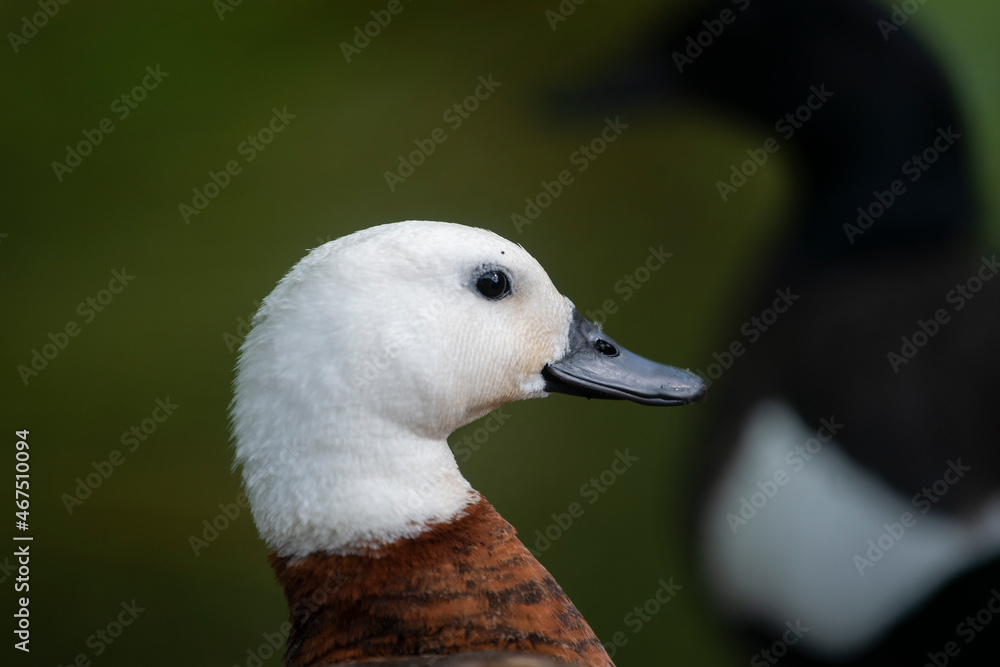 Close-up image of a female paradise duck and silhouette male duck in the background Close-up image of a female paradise duck and silhouette male duck in the background
