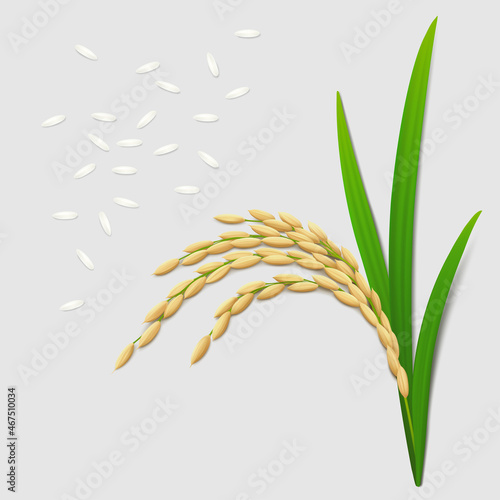 Ear of ripe paddy plant with green leaves, long grains of white rice on gray background. Top view