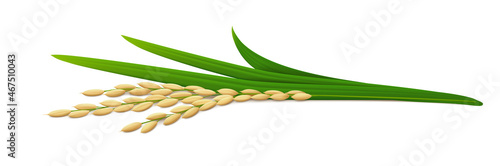 Lying down ear of ripe rice plant (paddy) with green leaves. Side view. Isolated on white background. Realistic vector illustration.