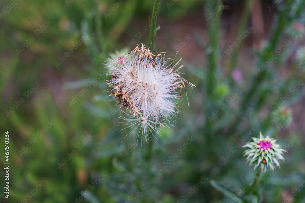 Thistle seed head against green background Thistle seed head against green background