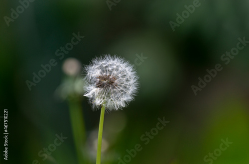 Dandelion flower against a green nature background