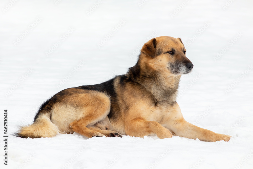 A large brown dog lies in the snow in winter