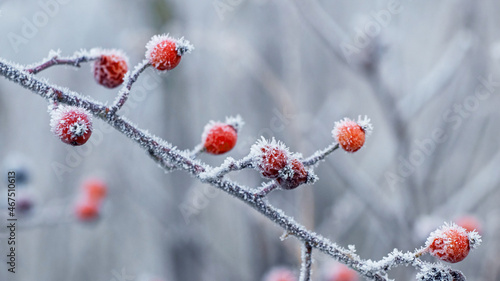 Frost-covered branch of dog rose with red berries