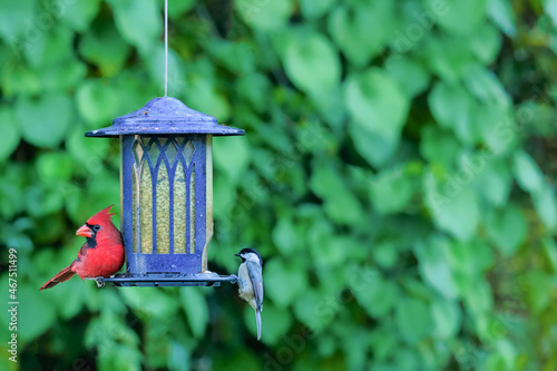 Cardinal and Chickadee on a blue bird feeder against a green background