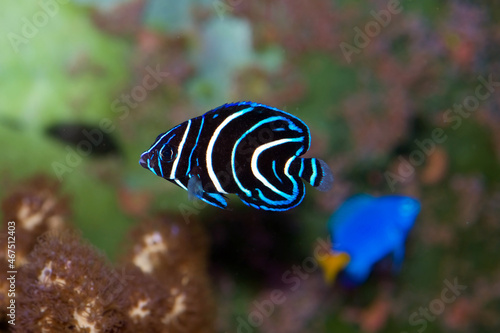 Koran Angelfish, Pomacanthus semicirculatus, juvenile form. This fish is about two inches long but ultimately will change color and grow to 15 inches photo
