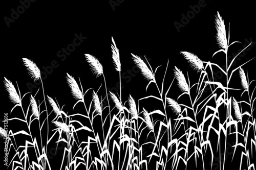 Vector hand drawing sketch with reeds or cane. Illustration of black and white silhouette.