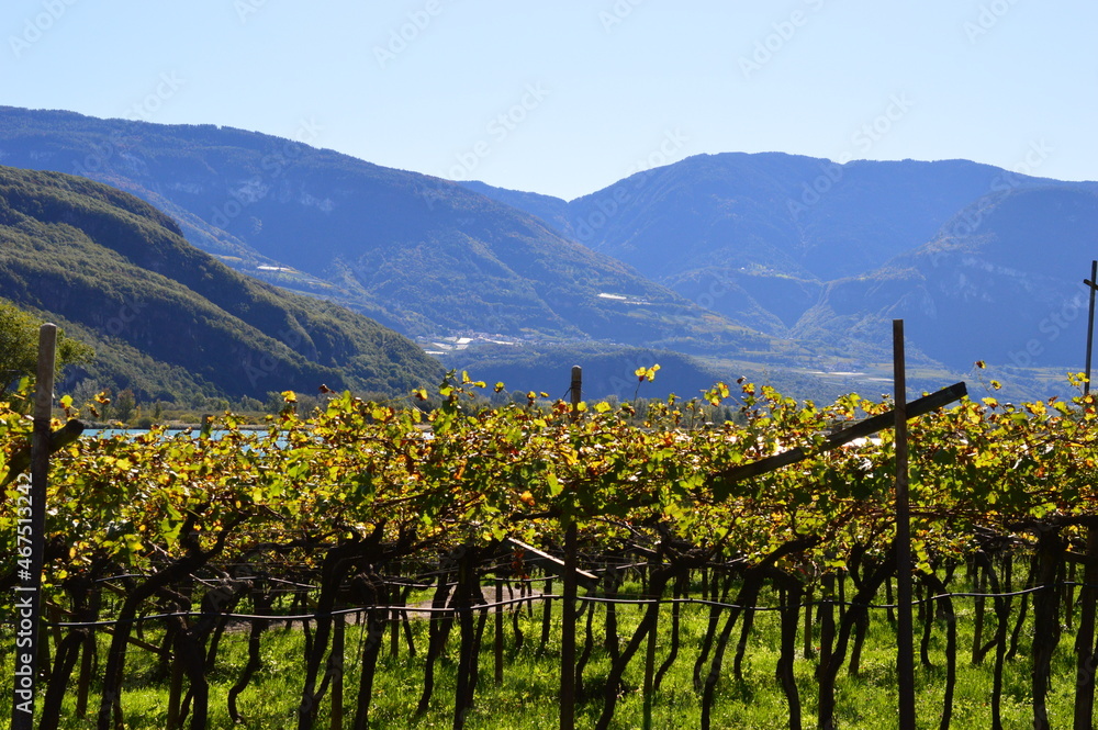 Vineyards around Lago di Caldaro
