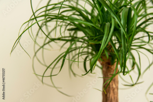 The Beaucarnea Recurvata plant, also known as Ponytail Palm, or Nolina