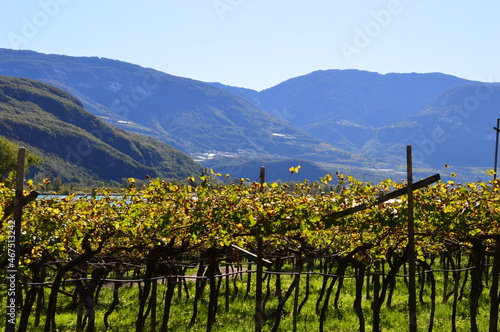Obraz na płótnie Vineyards around Lago di Caldaro w salonie