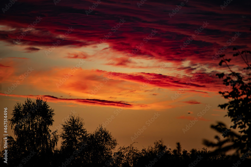 Fototapeta premium sunset in the forest