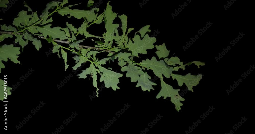 Oak branch with young green leaves on a black background at night Oak branch with young green leaves on a black background at night