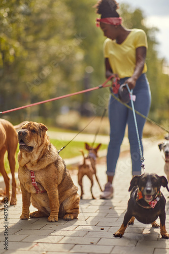 Photography A group of dogs on a walk in the park led by young female dog walker