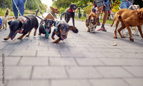 Photography Close up of a bunch of dogs on the leash on the walk in the park led by dog walkers