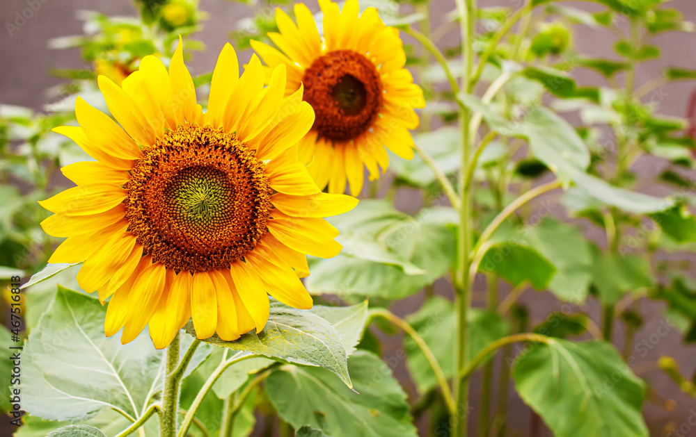 Bright yellow sunflowers and sun. Selective focus Bright yellow sunflowers and sun. Selective focus