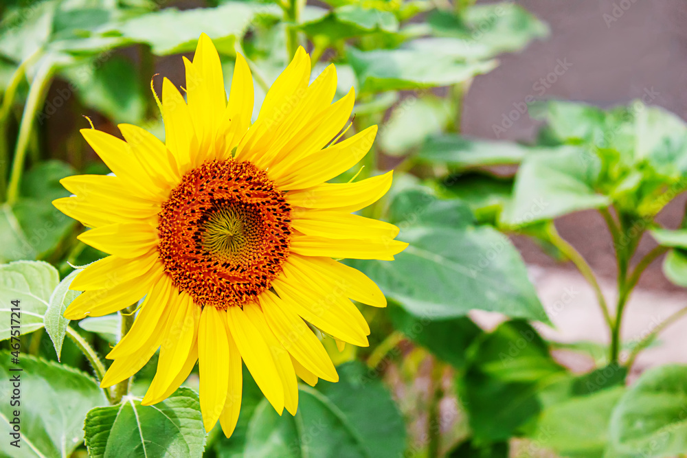 Bright yellow sunflowers and sun. Selective focus Bright yellow sunflowers and sun. Selective focus