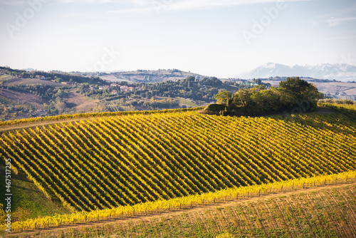 Vineyards and winery among hills, countryside landscape © Maresol