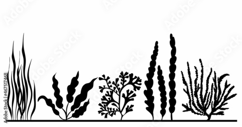 seaweed black silhouette isolated, vector