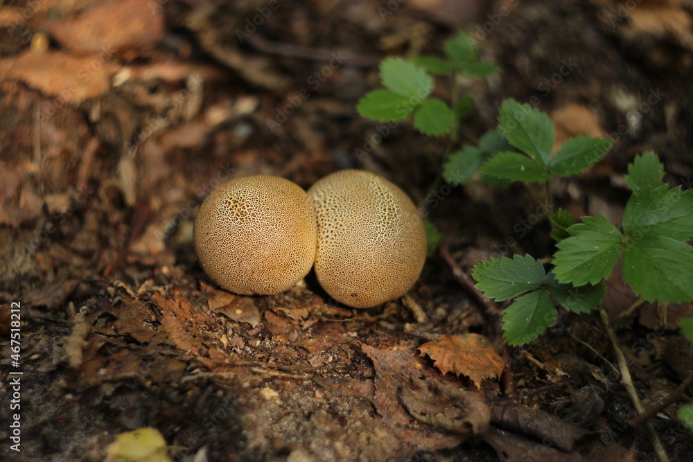 Two mushrooms in the wood under the rays of setting sun Two mushrooms in the wood under the rays of setting sun