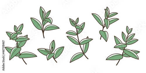 Mint. Different types of branch. Simple contour vector illustration for packaging, corporate identity, labels, postcards, invitations.
