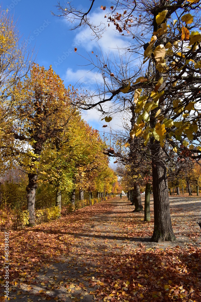 Fototapeta premium autumn trees in the park
