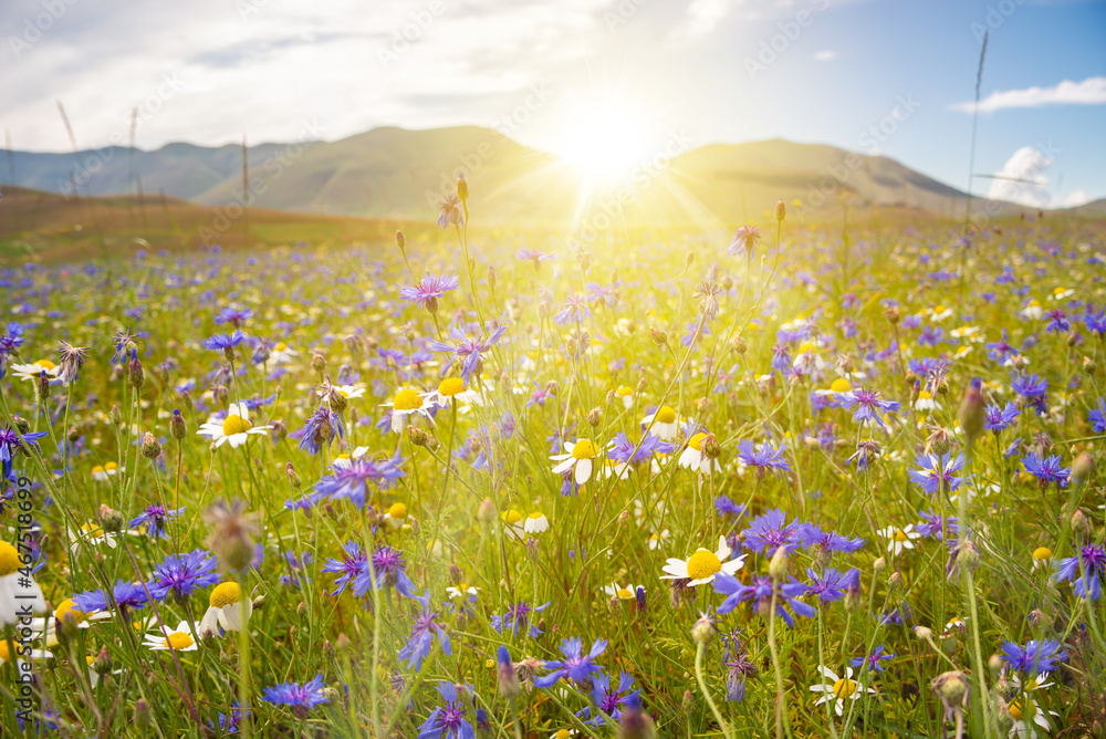 Fototapeta premium Various wild flowers in a summer field lit by sun