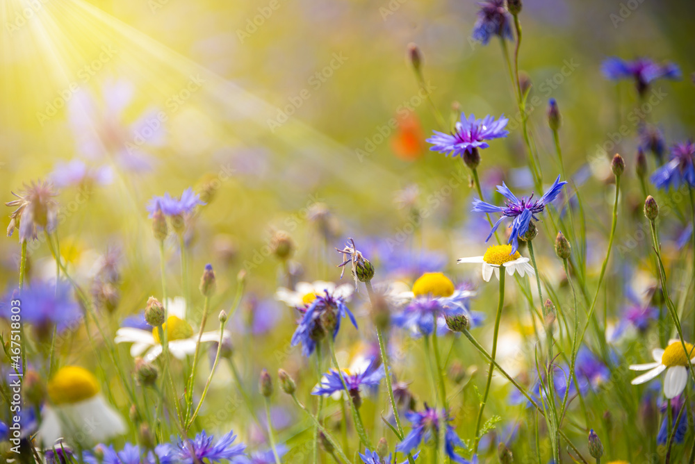 Fototapeta premium Various wild flowers in a summer field lit by sun