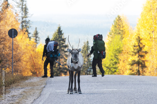 A lonely domestic Reindeer standing on the road in front of hikers that are on their way to Karhunkierros trail near Kuusamo.  © adamikarl