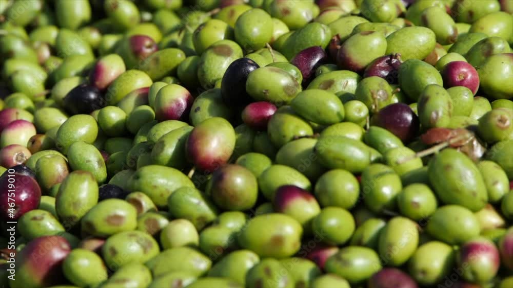 Olive al frantoio, l'olio di oliva extravergine. Italia.
La lavorazione delle olive prima della spremitura o molitura all'opificio. Olive al frantoio, l'olio di oliva extravergine. Italia.
La lavorazione delle olive prima della spremitura o molitura all'opificio.