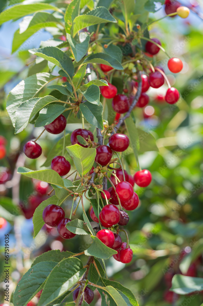 Obraz premium sweet cherry on a tree
