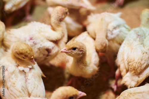 Small turkeys on the farm, turkey breeding. Little turkey chickens. A herd of turkeys in the pen. Poultry farm. Little turkey looks into the camera.