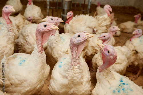 Turkeys in a pen, close-up, raised in captivity. Poultry farm. Industrial breeding of turkeys. Light bird. Bird incubator. Three turkeys.